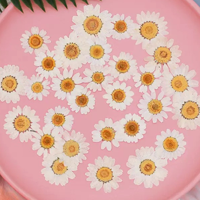 Gardening Tools Diy - 100Pcs Natural White Crystal Chrysanthemum Daisy