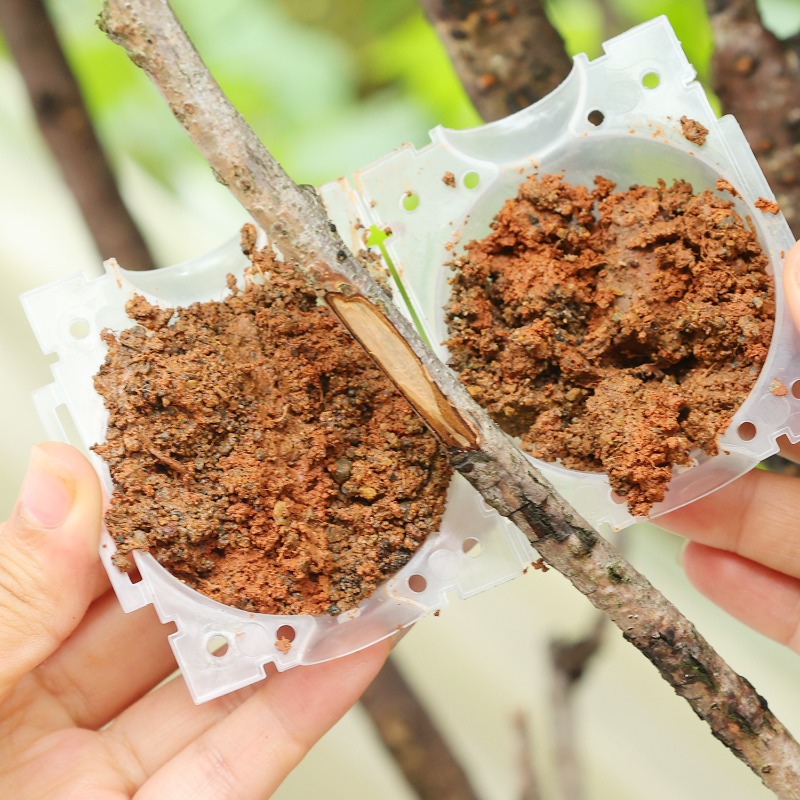 Reusable Plant Rooting Ball Gr - مراجعة Gardening Tools Rack وسعره