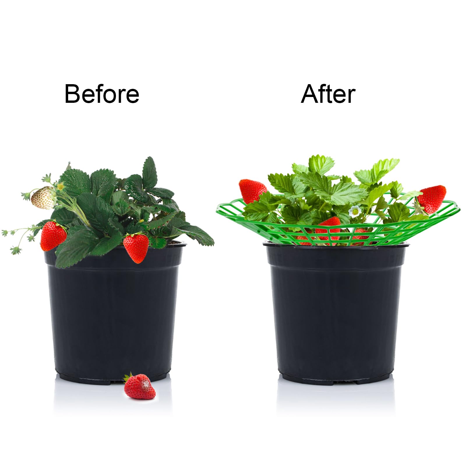 10PCS Vegetable Growing Rack G - مراجعة Gardening Tools Rack وسعره