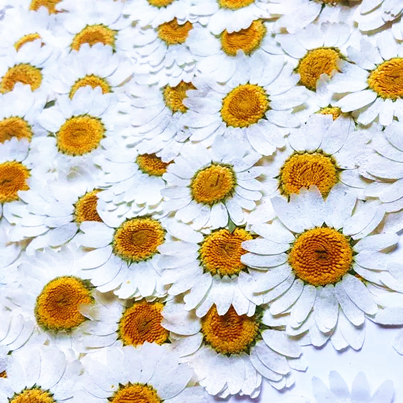 100Pcs Natural White Crystal C - مراجعة Gardening Tools Diy وسعره