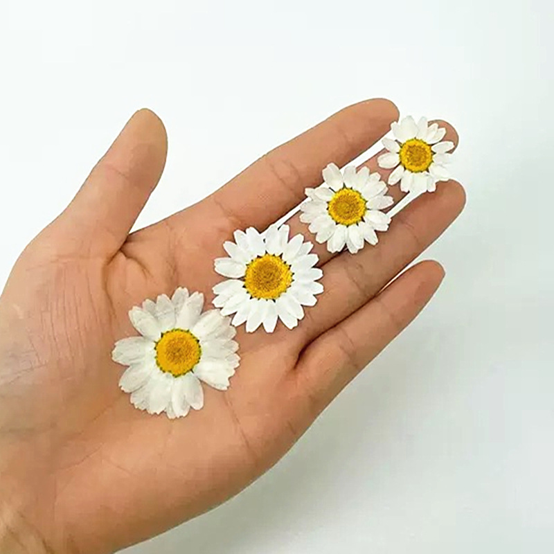 100Pcs Natural White Crystal C - مراجعة Gardening Tools Diy وسعره