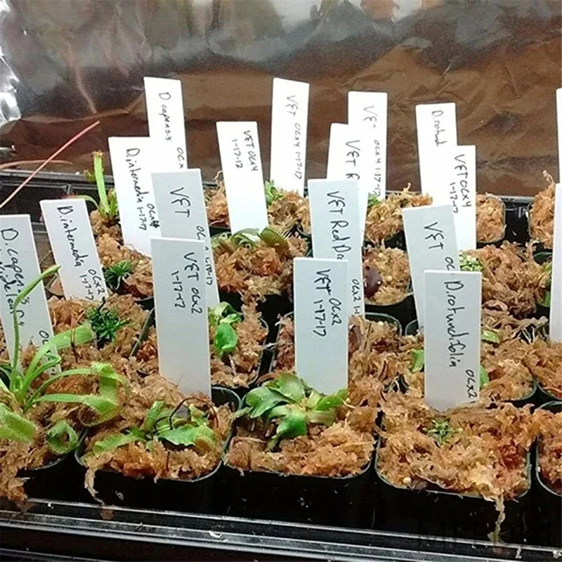 100pcs Garden Plant Labels Pla - مراجعة Gardening Tools Labeled وسعره