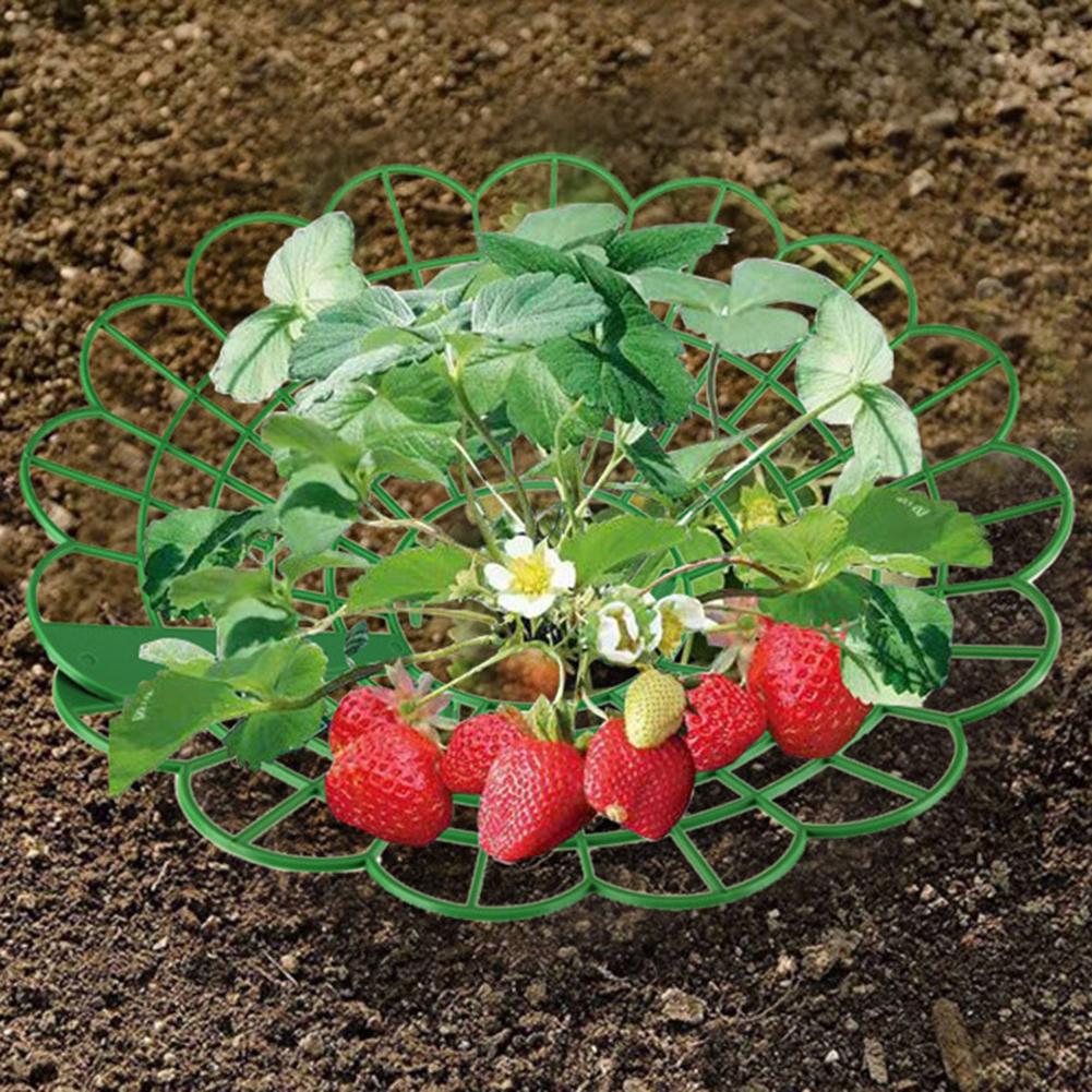 5/10PCS Round Strawberry Brack - مراجعة Gardening Tools Rack وسعره